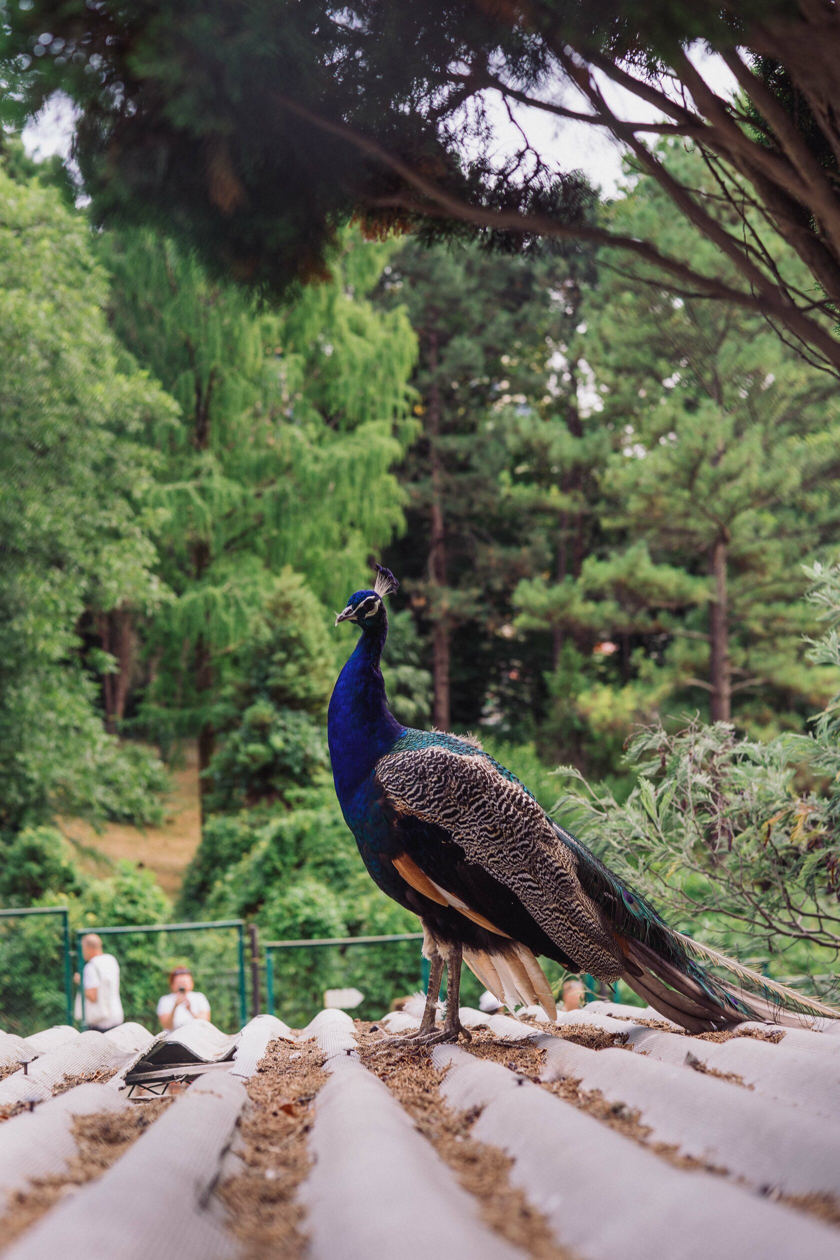 Sochi and Crimea, frame 29
